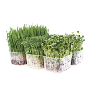 Microgreens