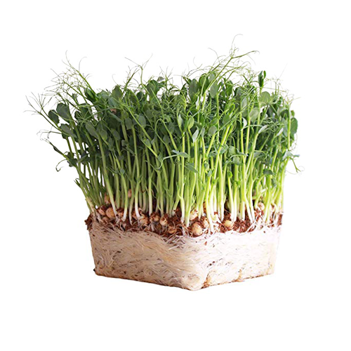 Organic Microgreen Pea Shoots