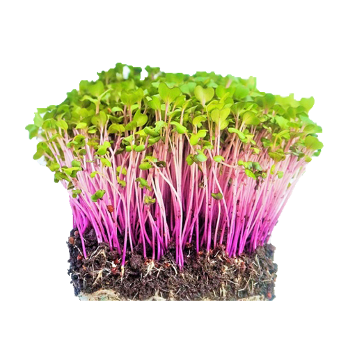 Organic Microgreen China Rose Radish