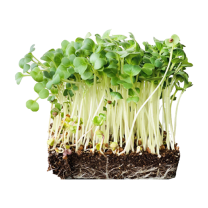 Organic Microgreen Daikon Radish