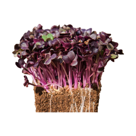 Organic Microgreen Rambo Radish - NeroCulture