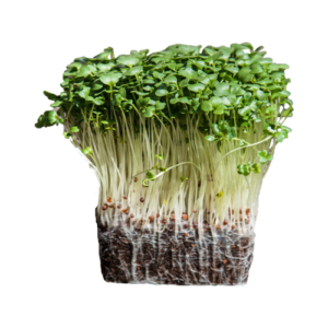 Organic Microgreen Calabrese Broccoli