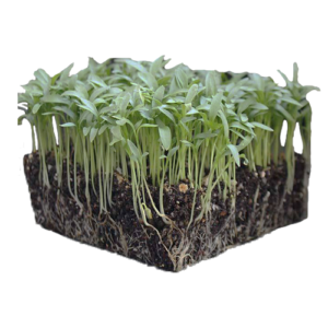 Organic Microgreen Cilantro