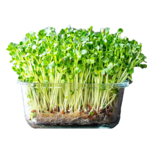 Organic Microgreen Fenugreek