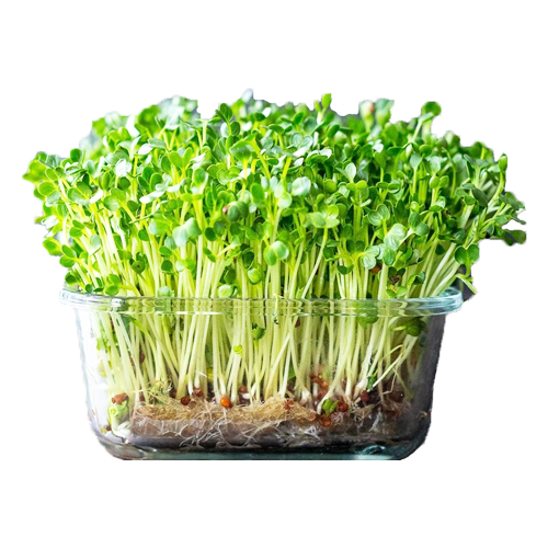 Organic Microgreen Fenugreek