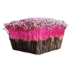 Organic Microgreen Amaranth