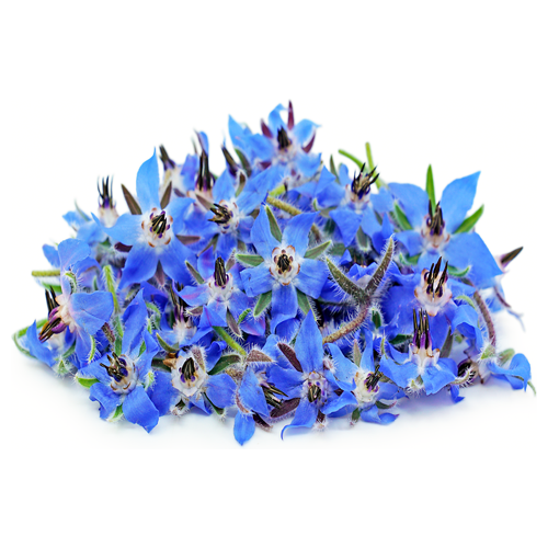 Organic Edible Flower Borage