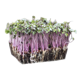 Microgreen Red Cabbage
