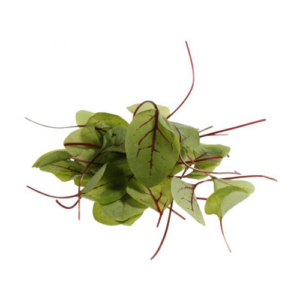 Red Veined Sorrel