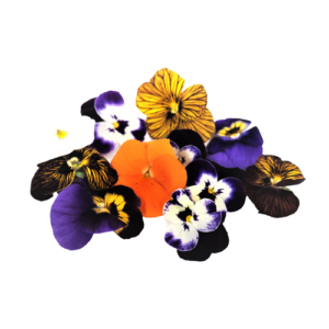 Edible Flower Viola