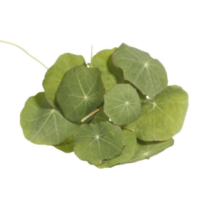 Nasturtium Leaves