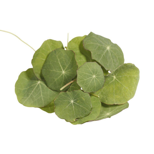 Nasturtium Leaves