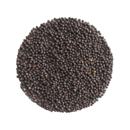 Organic Calabrese Broccoli Microgreen Seeds