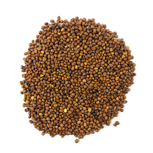 Organic China Rose Radish Microgreen Seeds