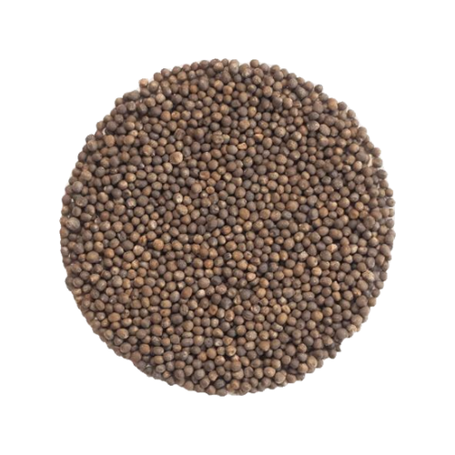 Organic Red Cabbage Microgreen Seeds
